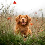 Dog Poop Pickup in Northville Twp Michigan