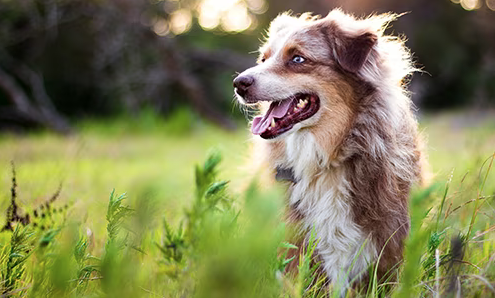 Dog Poop Pickup in Northville Twp Michigan