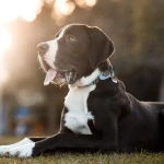 Dog Poop Pickup in Northville Twp Michigan