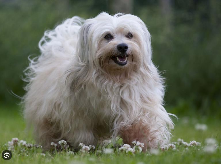 Dog Poop Pickup in Northville Twp Michigan