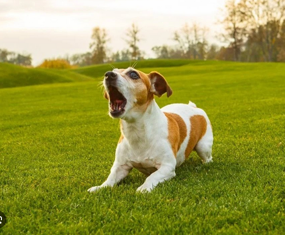 Dog Poop Pickup in Northville Twp Michigan